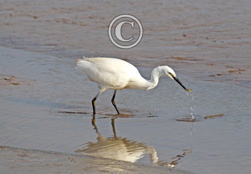 Little Egret 2